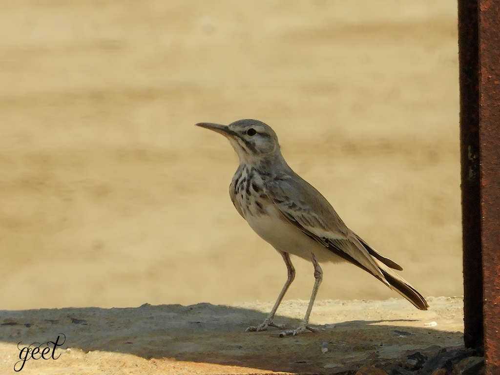 Greater Hoopoe Lark